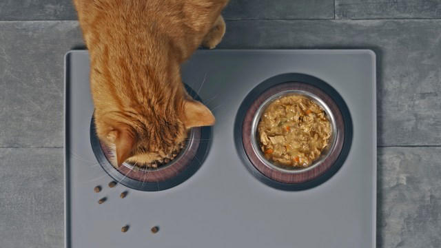 Toxic metals, plastics, and glyphosate found in almost all cat foods ...