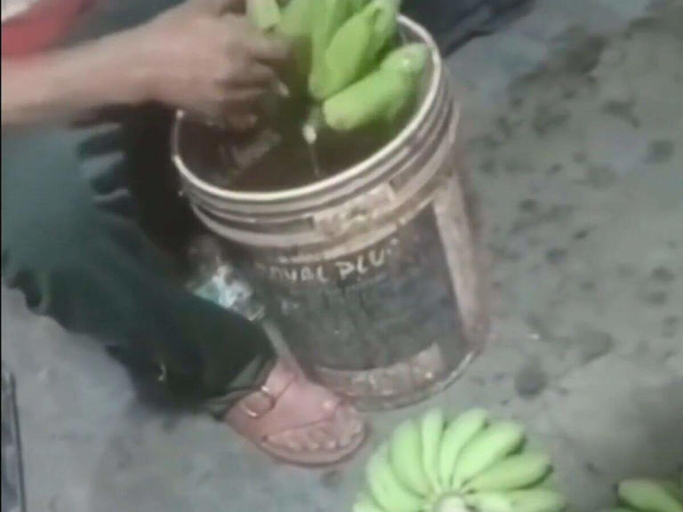 FDA seizes 1,394kg of banana from an APMC in Navi Mumbai allegedly ...