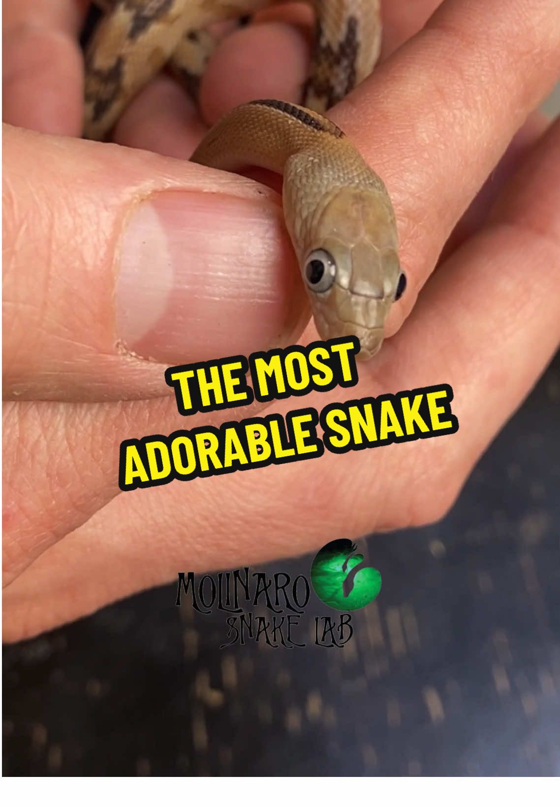 Unboxing a Trans-Pecos rat snake pair