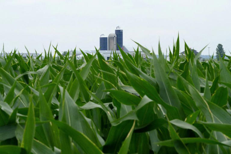 FILE PHOTO: Grain silos overlook a cornfield outside of Alma Center, Wisconsin, U.S., June 28, 2026. REUTERS/Tim Evans/File Photo