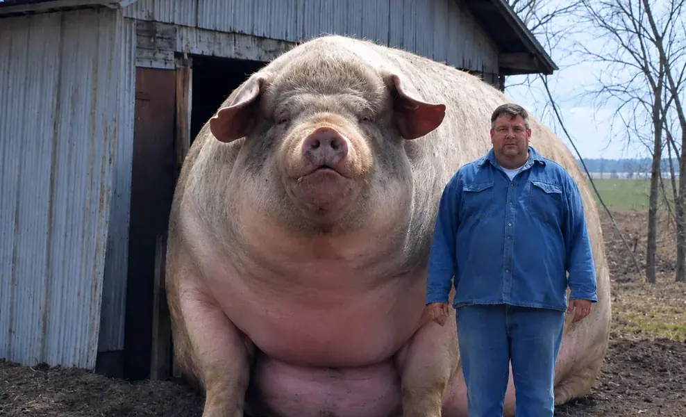 Big Bill, conheça o maior porco do mundo!