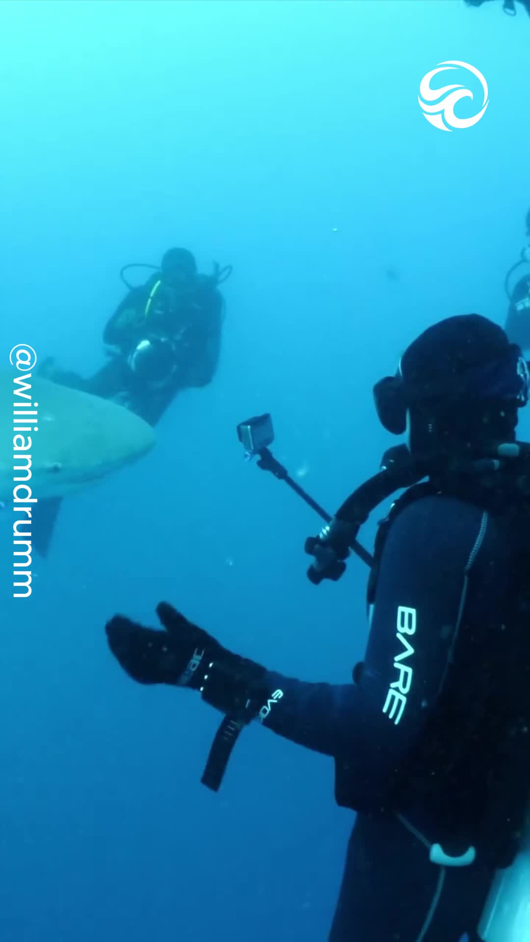 Bull sharks circle divers in hair-raising encounter