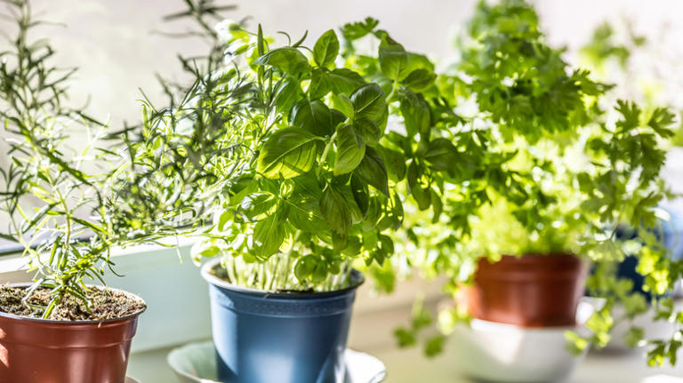 Plant your rosemary next to this aromatic herb and thank us later