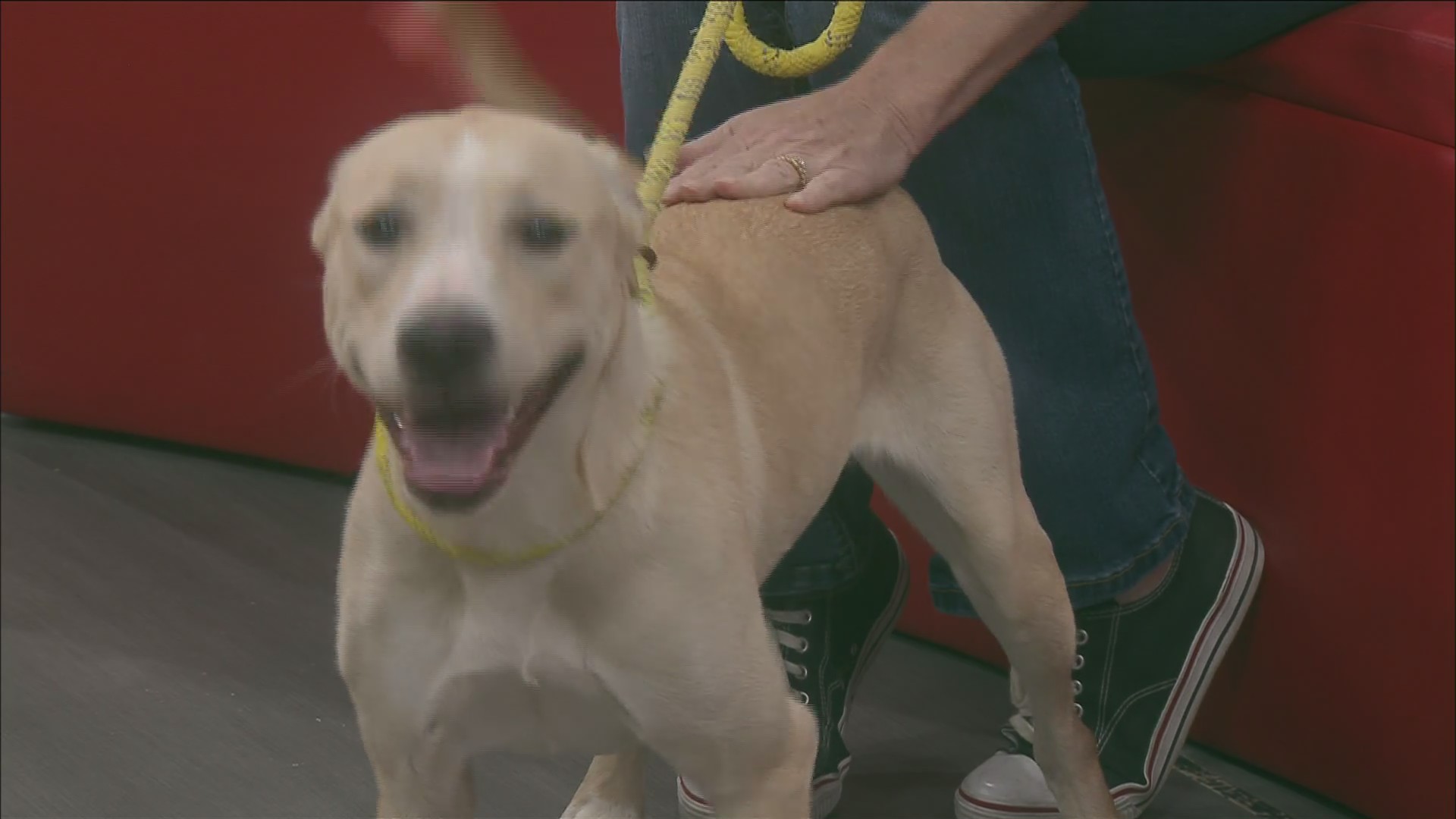 Pet of the week