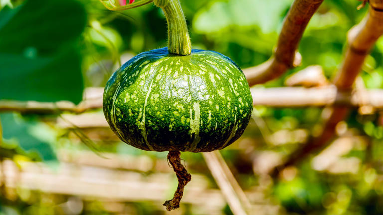 Why your winter squash is rotting from the bottom in October – and what ...
