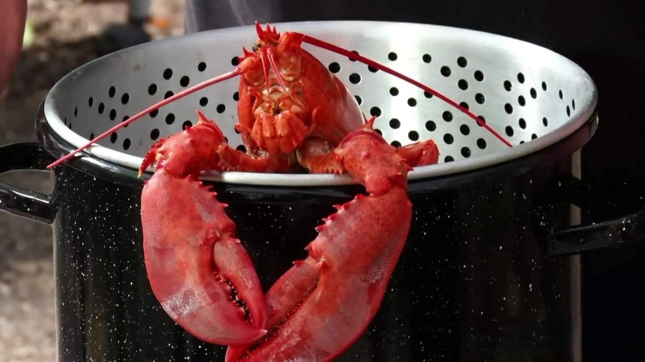 A whole lobster was just the beginning... this fish dinner gets ...