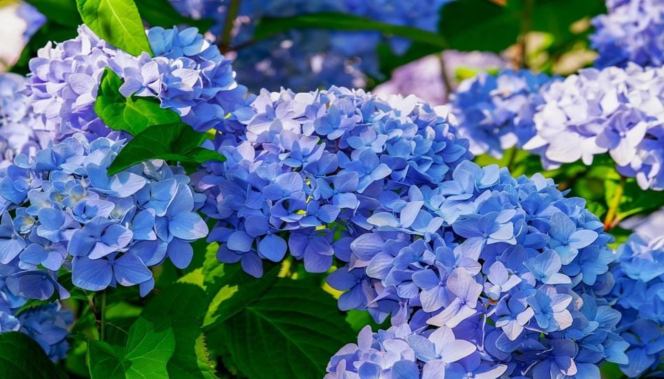 Hydrangea owners urged to resist one common autumn job – or risk no ...