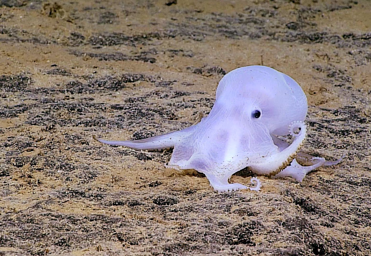 World Octopus Day: 15 facts about this ocean marvel