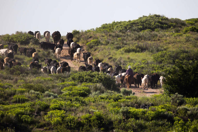 80,000-acre Turkey Track Ranch back for sale after historic Texas fire
