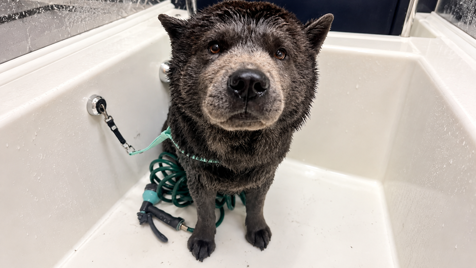 Blue merle chow chow Braxton daily adventures bath time and playful moments