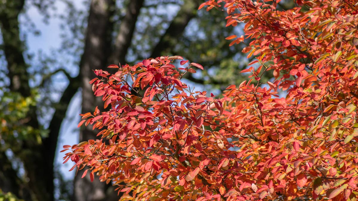 Want a high-impact front yard tree? Garden pros say skip high ...