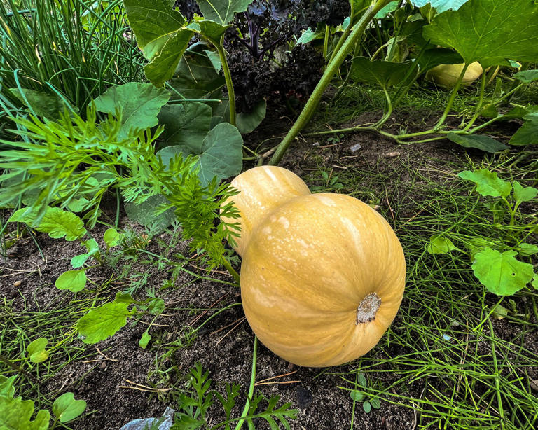Why your winter squash is rotting from the bottom in October – and what ...