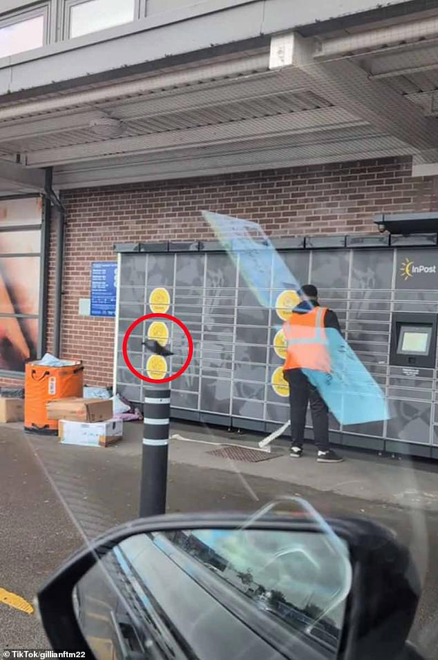 Moment parcel worker is caught on video flinging packages to the floor ...