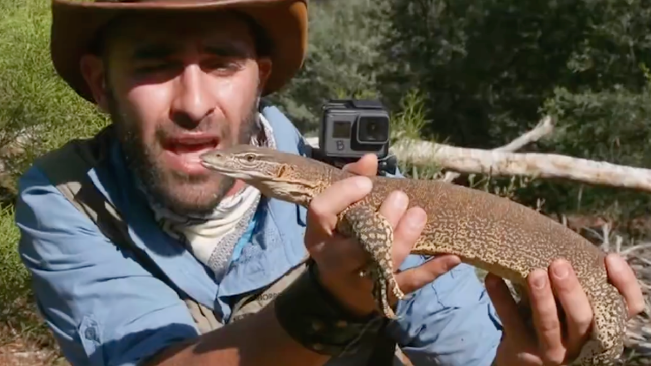 The tricky art of catching a tree-dwelling lizard