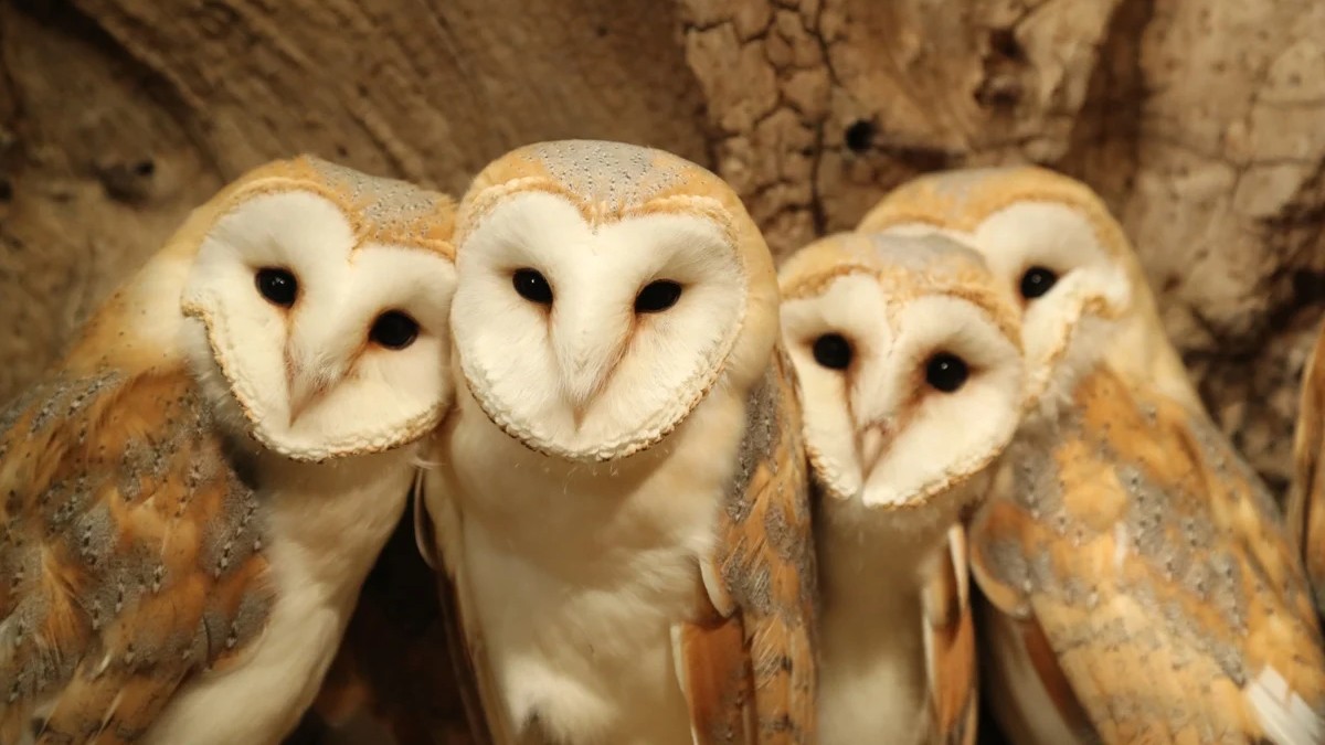Owls look wise and mysterious then you see how they actually kill