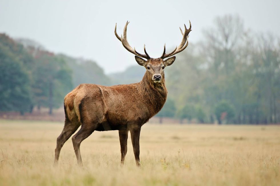 Younger hunters can shoot deer in Erie County