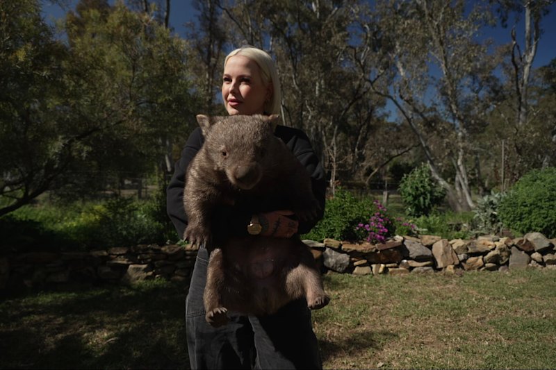 Wombats feared dead after council rabbit cull goes horribly wrong