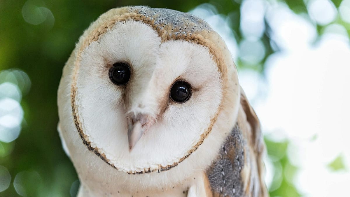 Putting biodiversity in our hands: Four animals selected to feature on ...