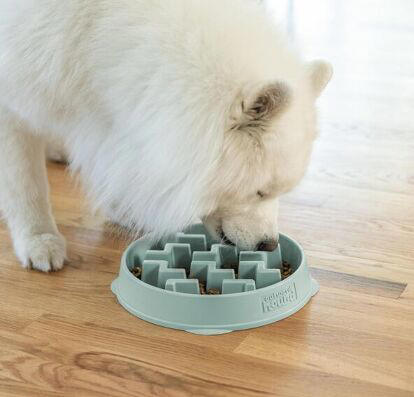 Why your dog won't sleep at night, and how to fix it