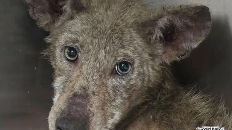 Photos | PA woman trying to trap sick cat captures 'unexpected' hungry ...