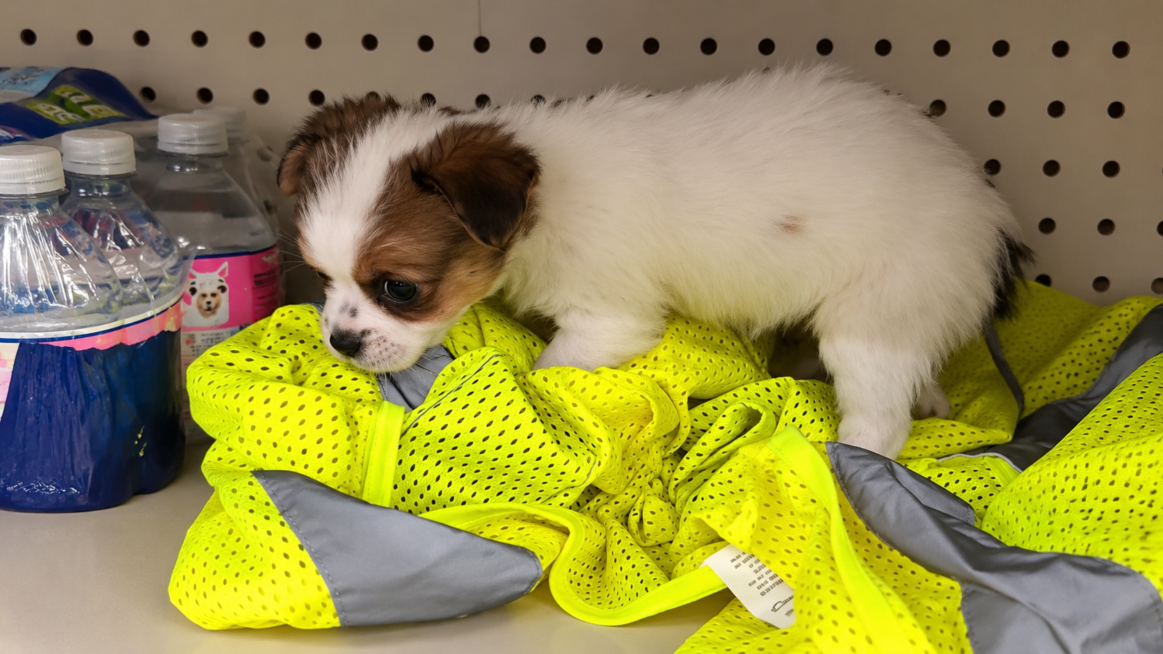 Someone abandoned a crying puppy inside a store… then a stranger found ...