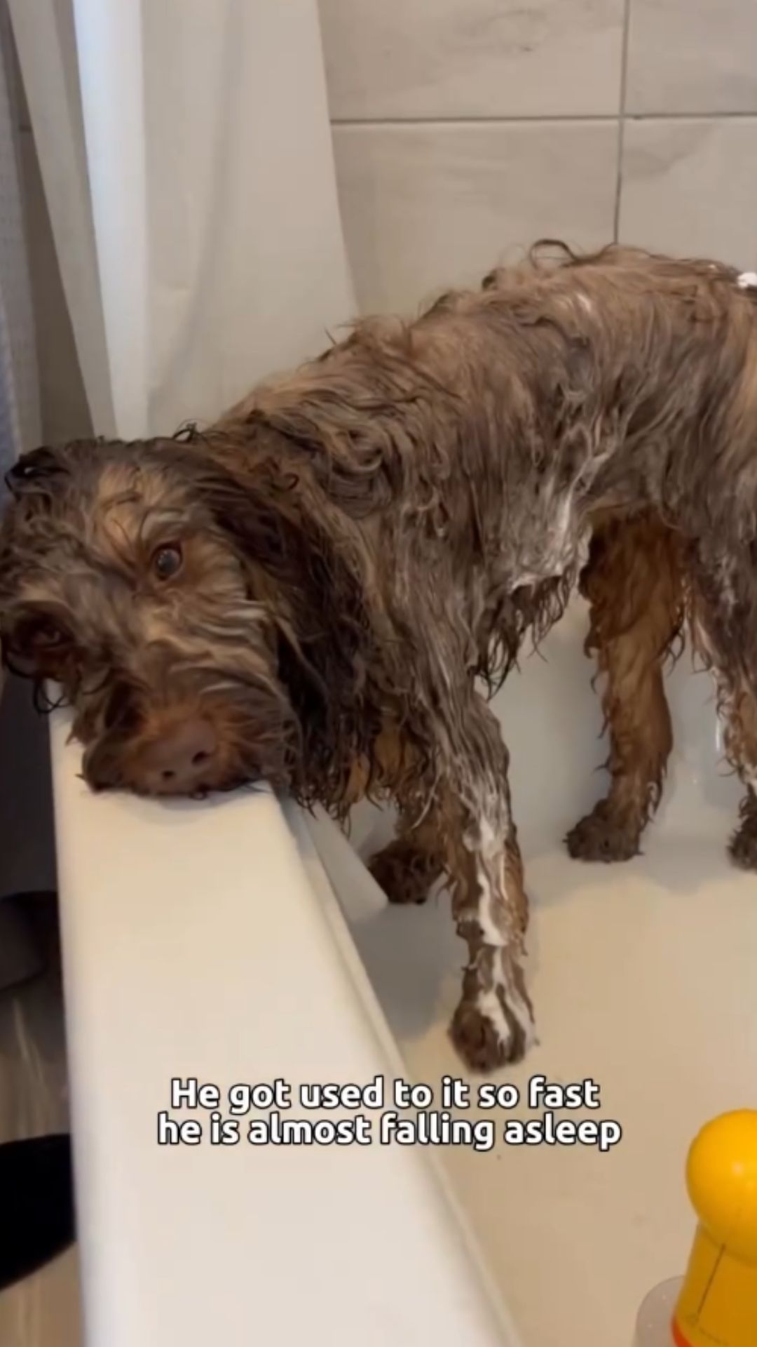 Essential dog grooming techniques for beginners
