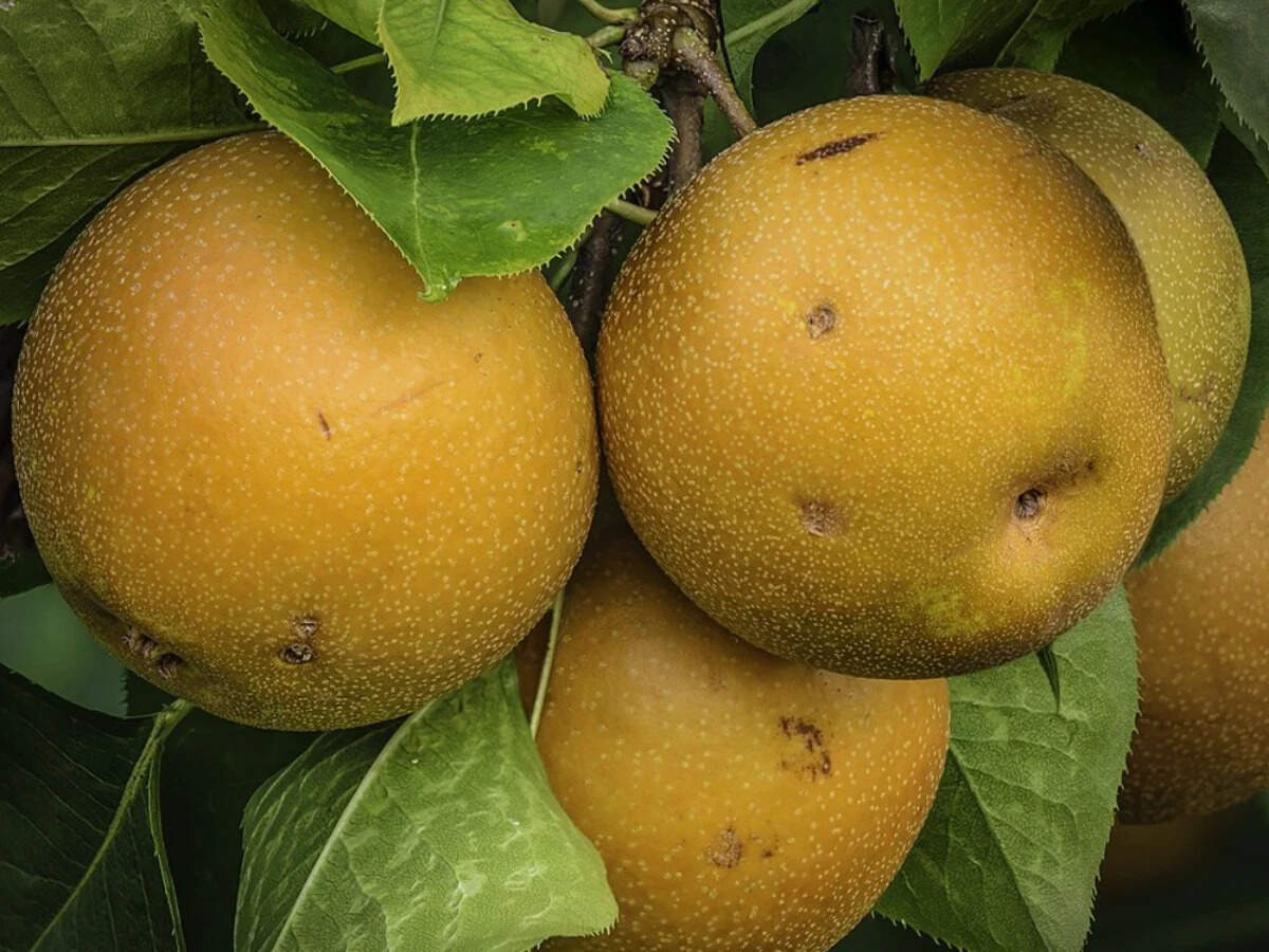 An Asian pear can look like any other sweet fruit, but needs extra acid ...