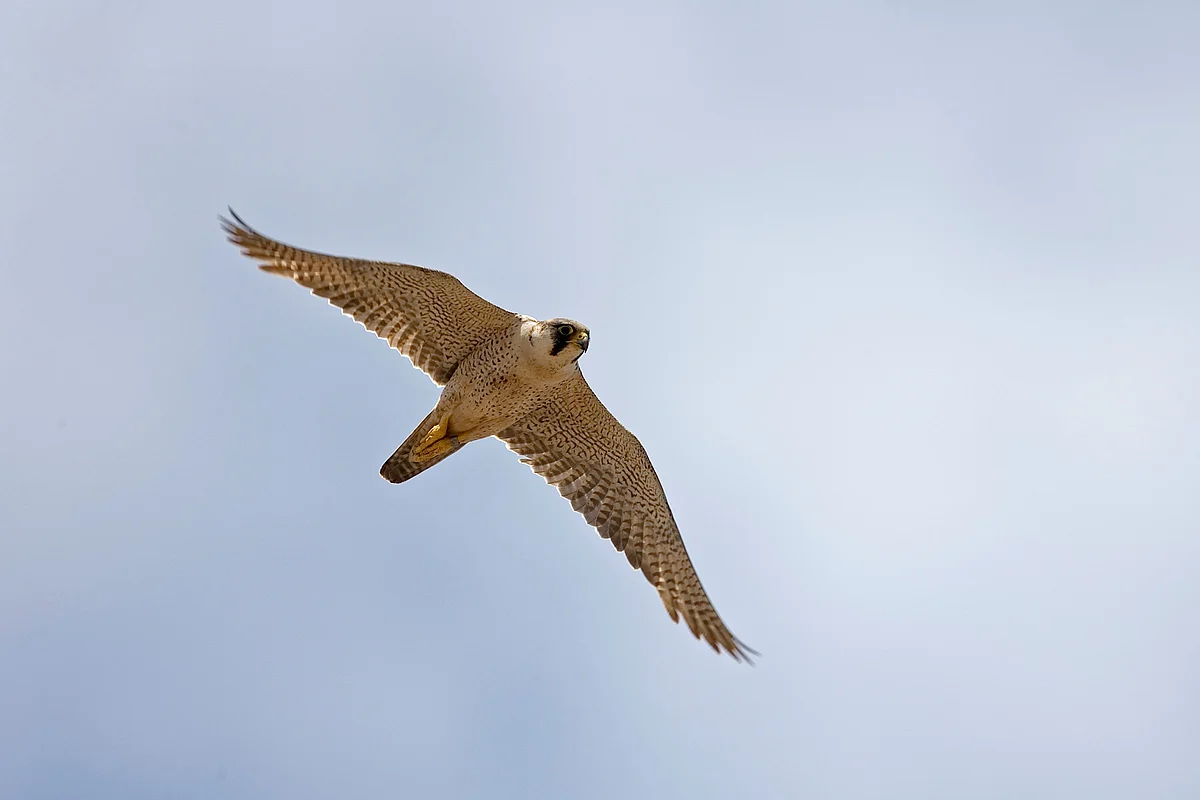 Abu Dhabi falconry season to open October 20 with limited hunting