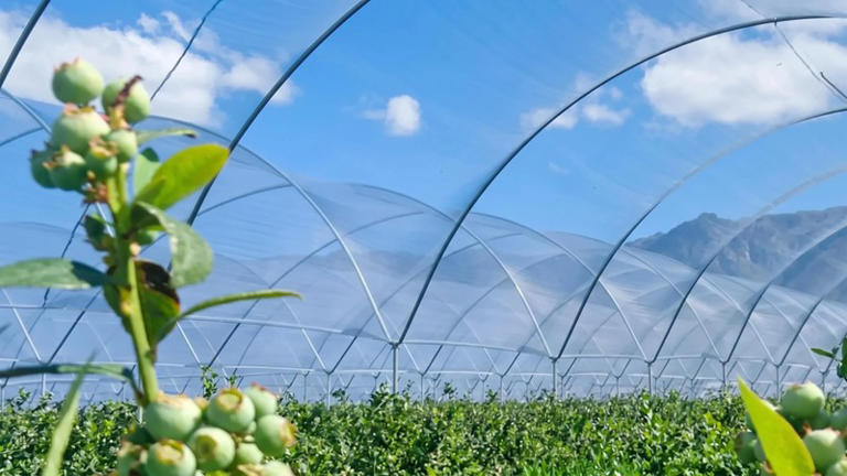 Berry picker awarded R62,100 after losing job on return from maternity ...