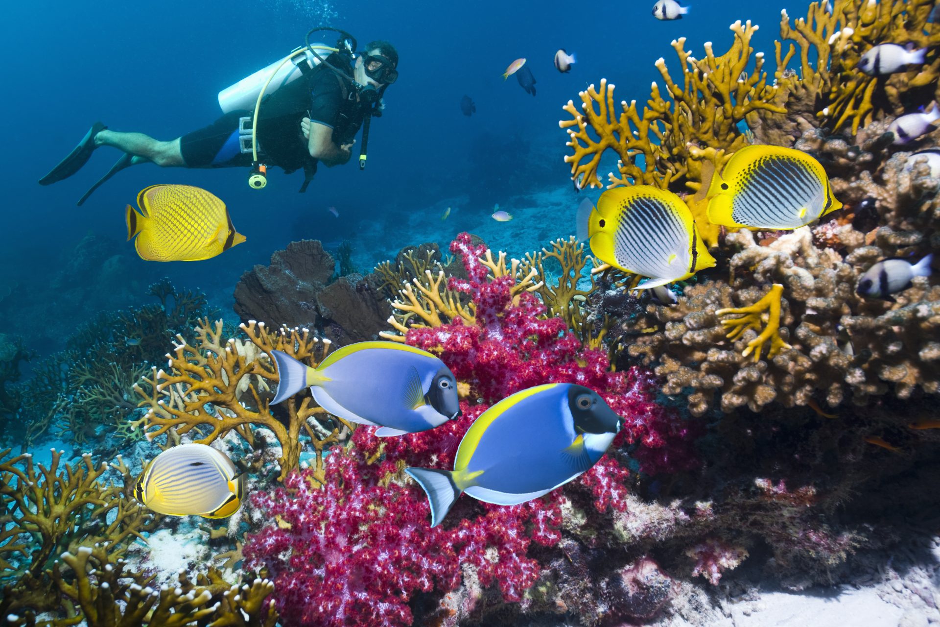 From disease to recovery: How scientists are helping corals heal