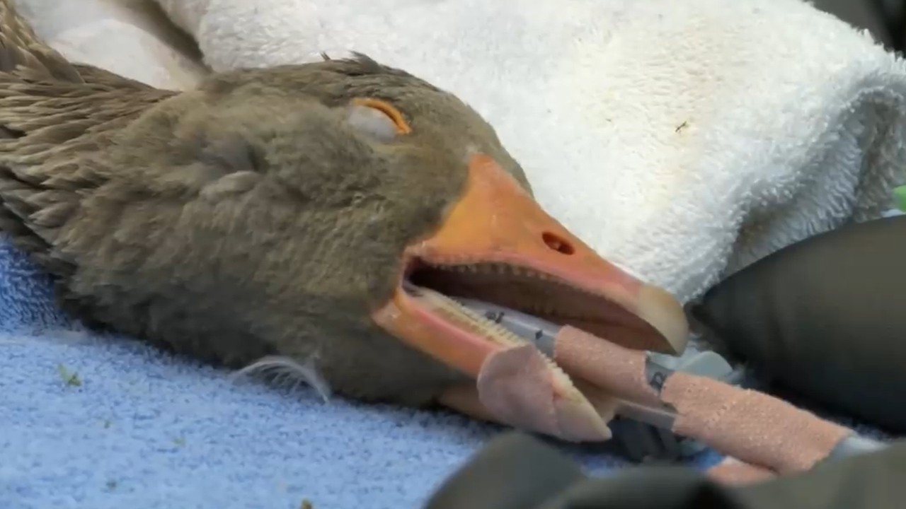A poor goose was shot and left with a shattered leg - rescuers had to ...