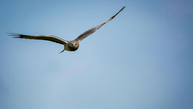 Rare delta bird’s shifting nesting habits offer fresh clues about ...