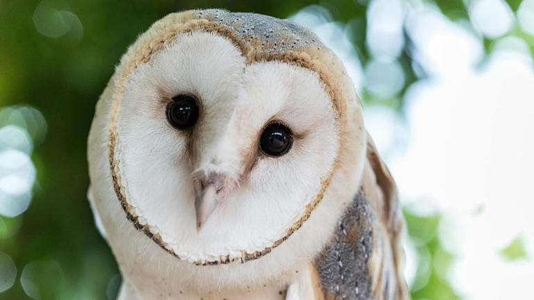 Putting biodiversity in our hands: Four animals selected to feature on ...