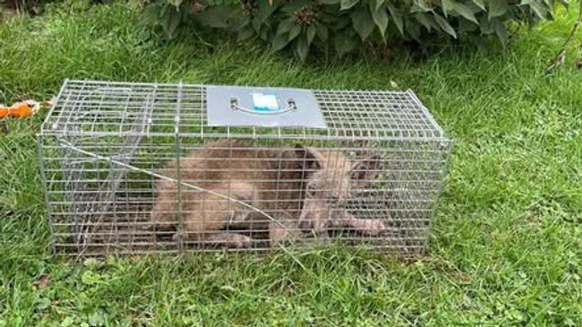 Photos | PA woman trying to trap sick cat captures 'unexpected' hungry ...
