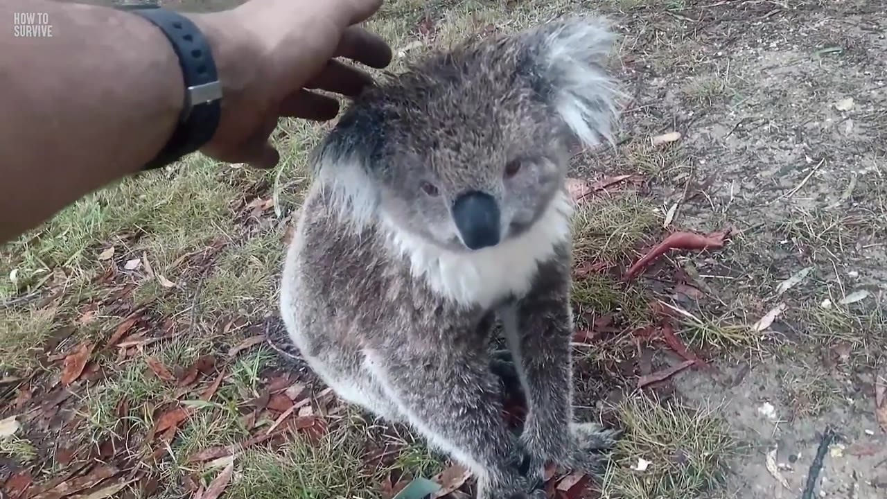 A koala looks harmless until you get within 16 feet. Then its behavior ...