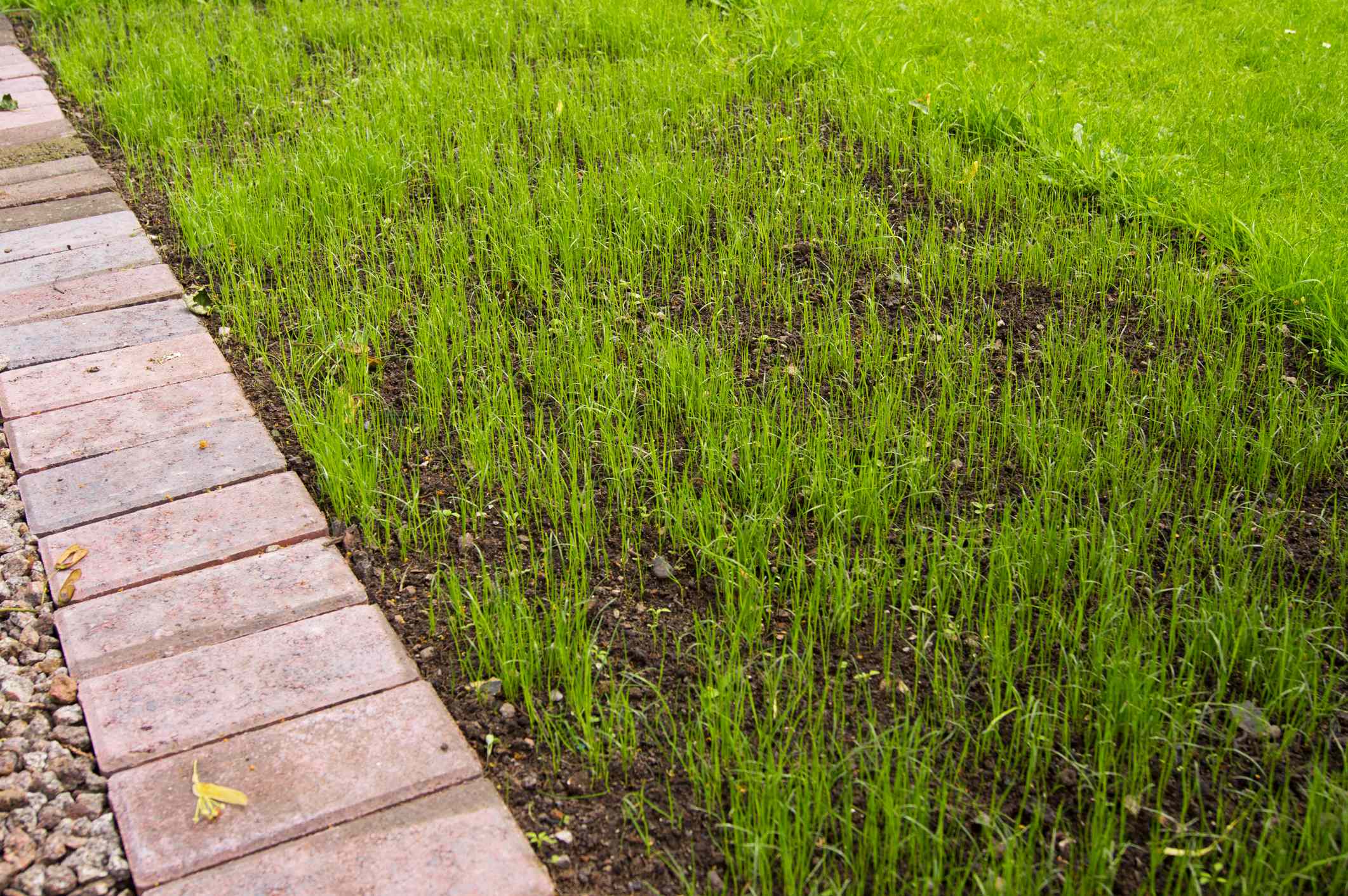 Is October too late to overseed your lawn? A lawn pro explains the cutoff