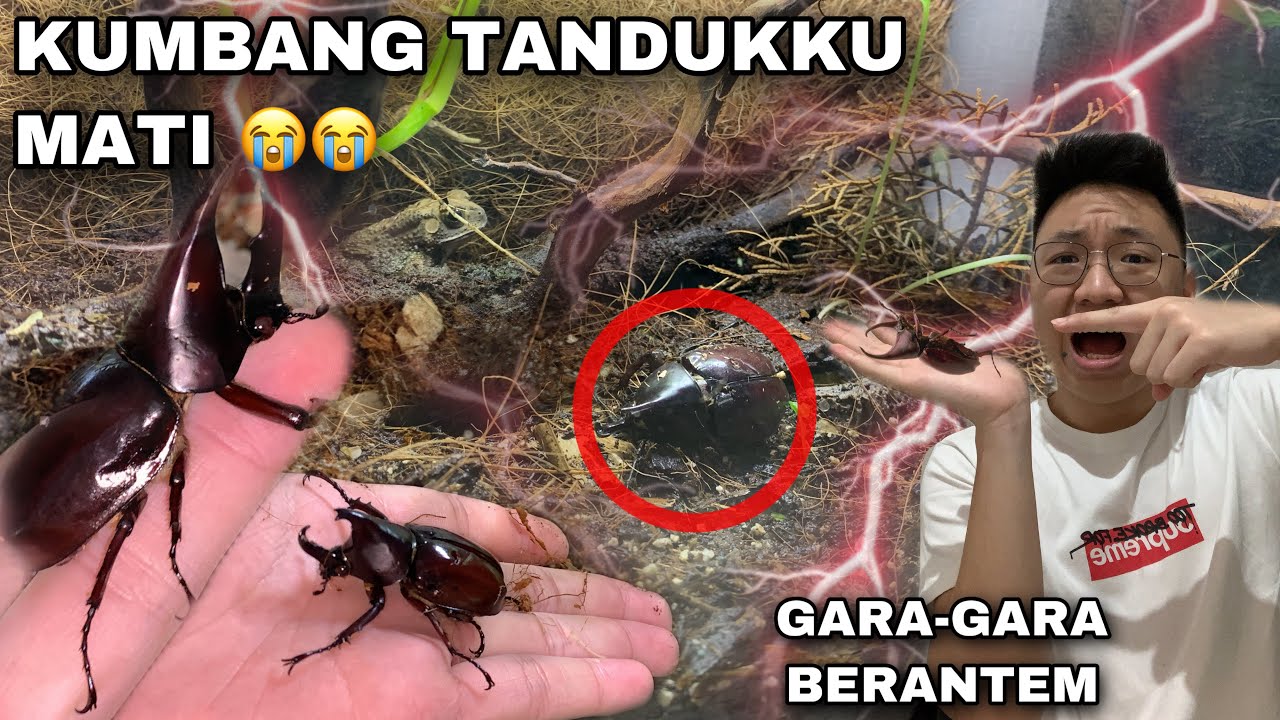 Bisakah pertarungan kumbang tanduk berakhir fatal? Tips perawatan penting