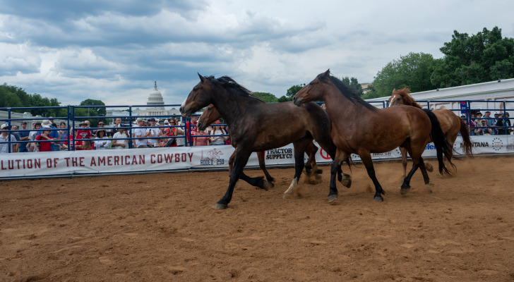 The richest Americans buy horses they never ride — how this savvy ...