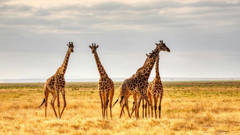Global wildlife decline continues despite conservation successes across ...
