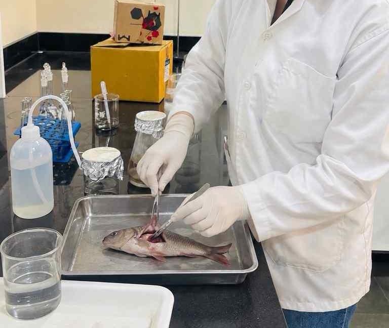 MIT-WPU study highlights microplastics in freshwater fish consumed in ...