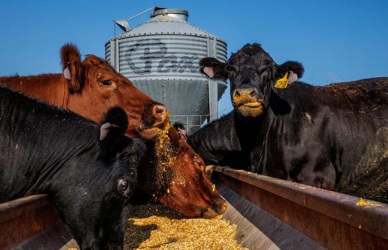 La deuda agrícola exclusivamente estadounidense está en un nivel récord. Es posible que los datos oficiales la estén subestimando.