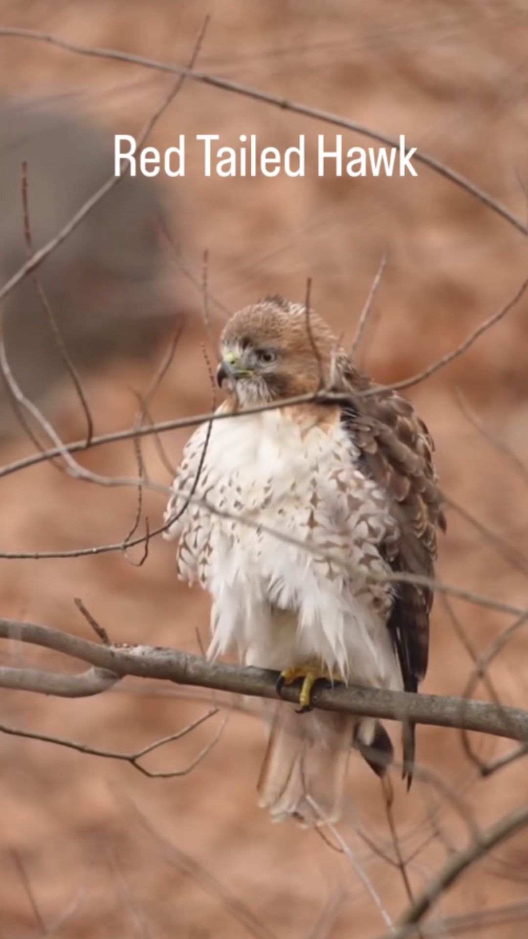 The science behind feather rousing in red-tailed hawks