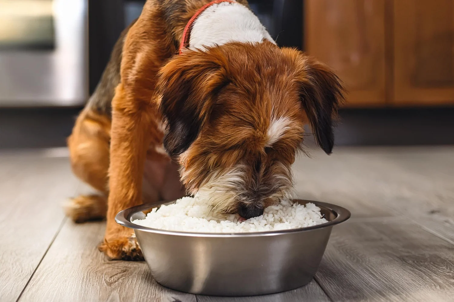 Can dogs eat rice? What every owner should know