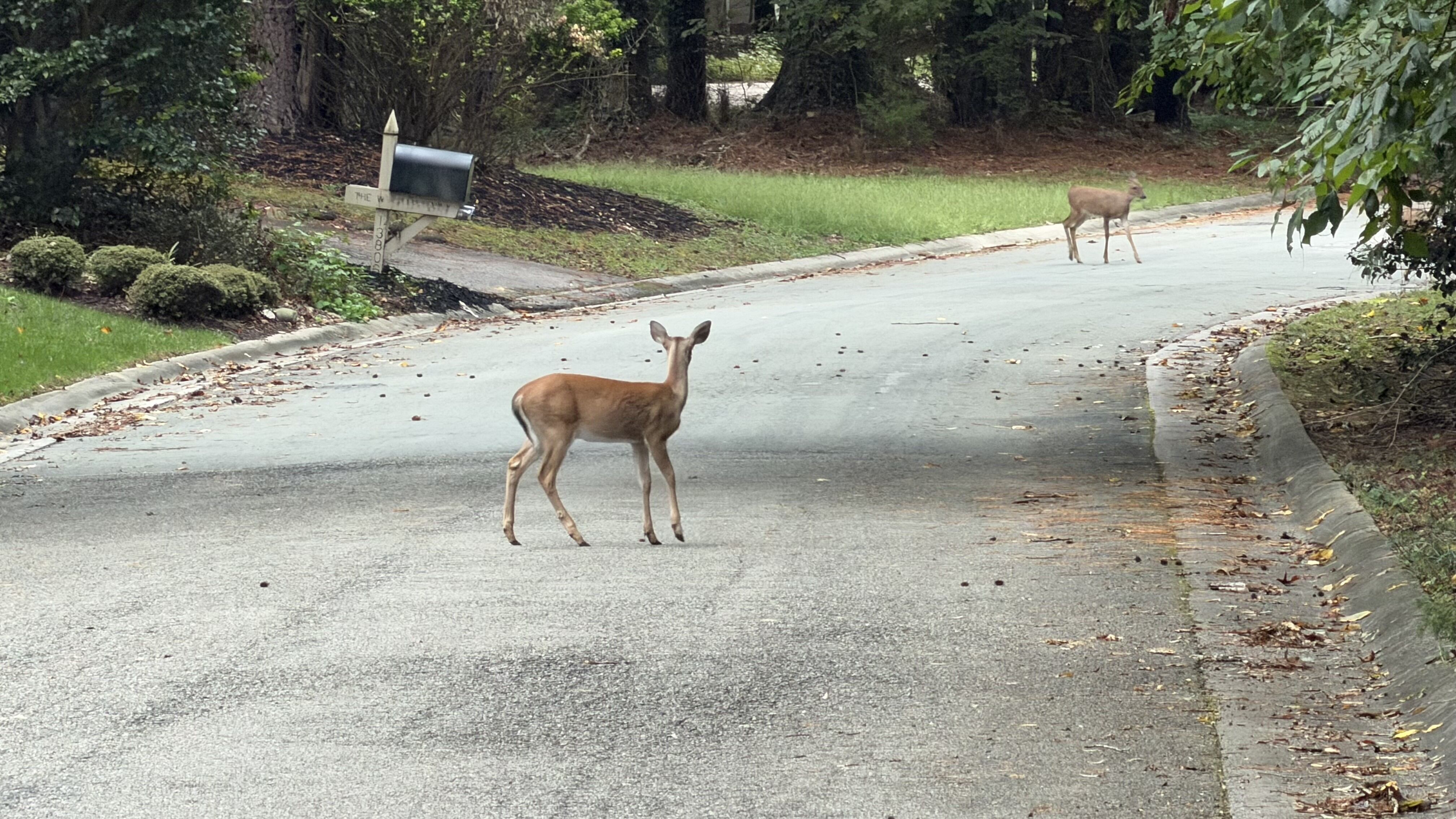 Wildlife crashes rise in Colorado as fall mating, migration seasons get ...