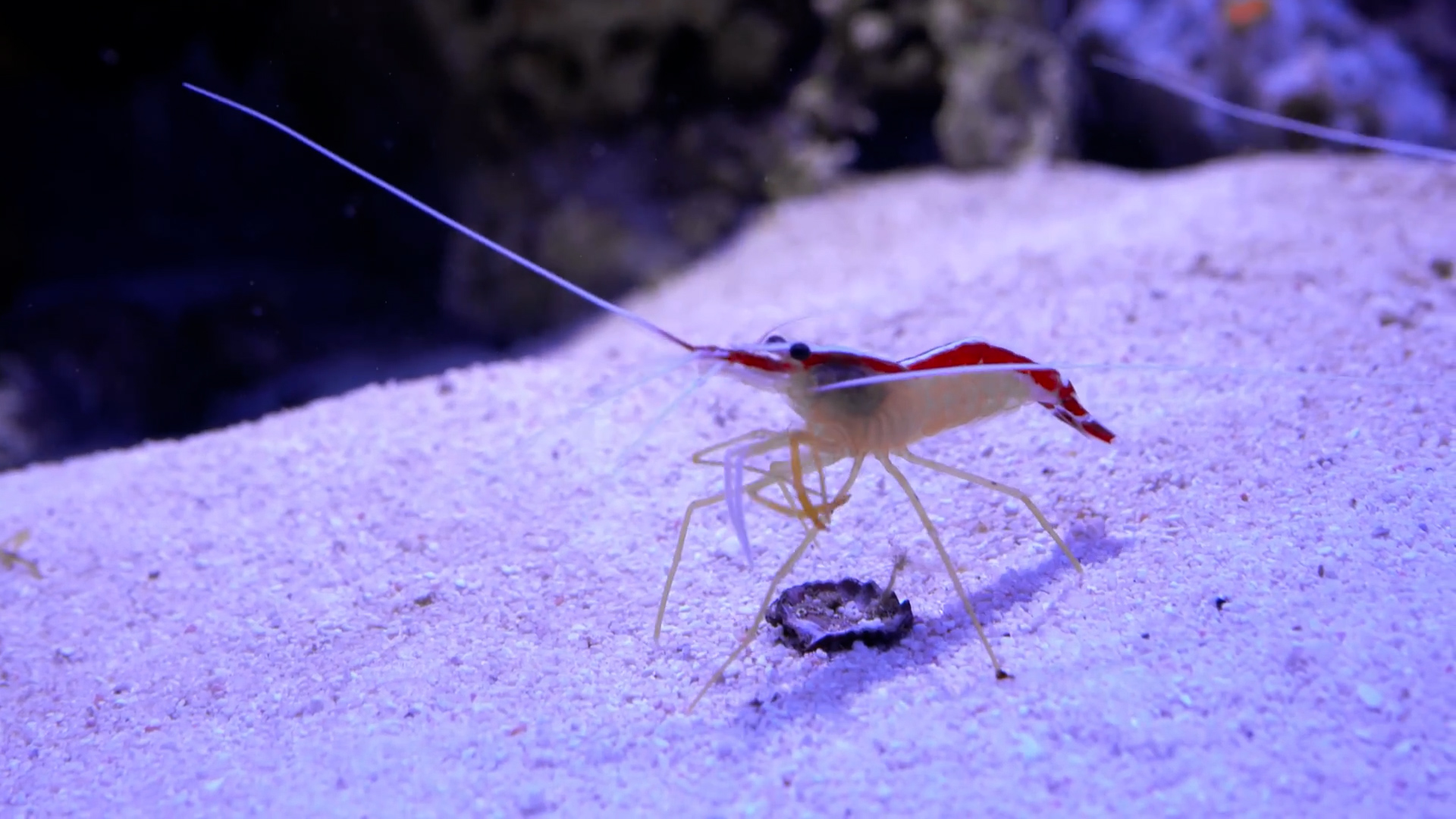 Why the deep sea is actually more frightening than outer space