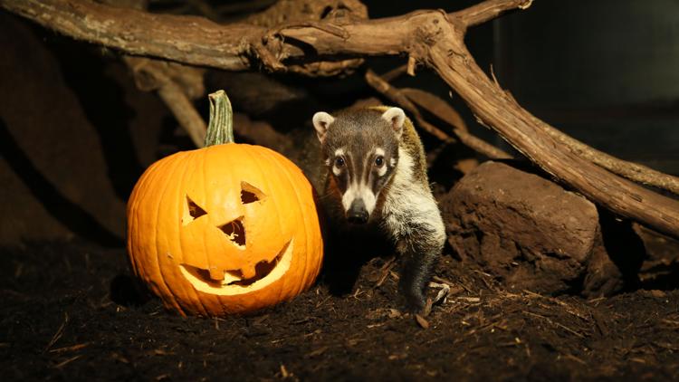 Hershey happenings: Halloween thrills, Hershey Bears hockey and more ...