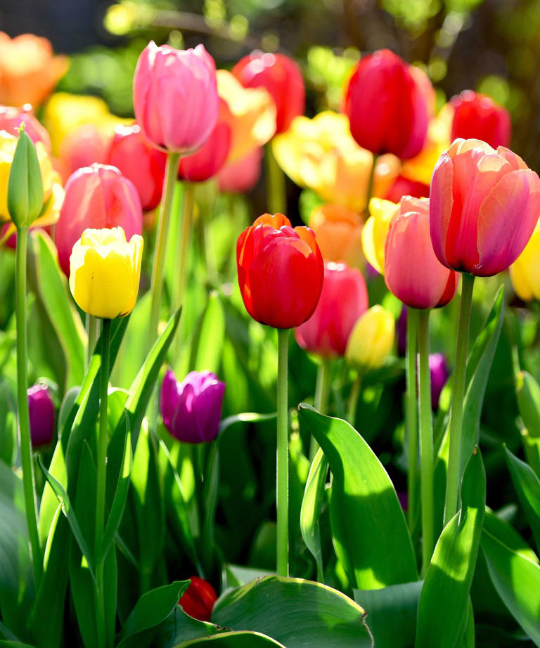 This October garden task is easy to overlook but can help keep your ...