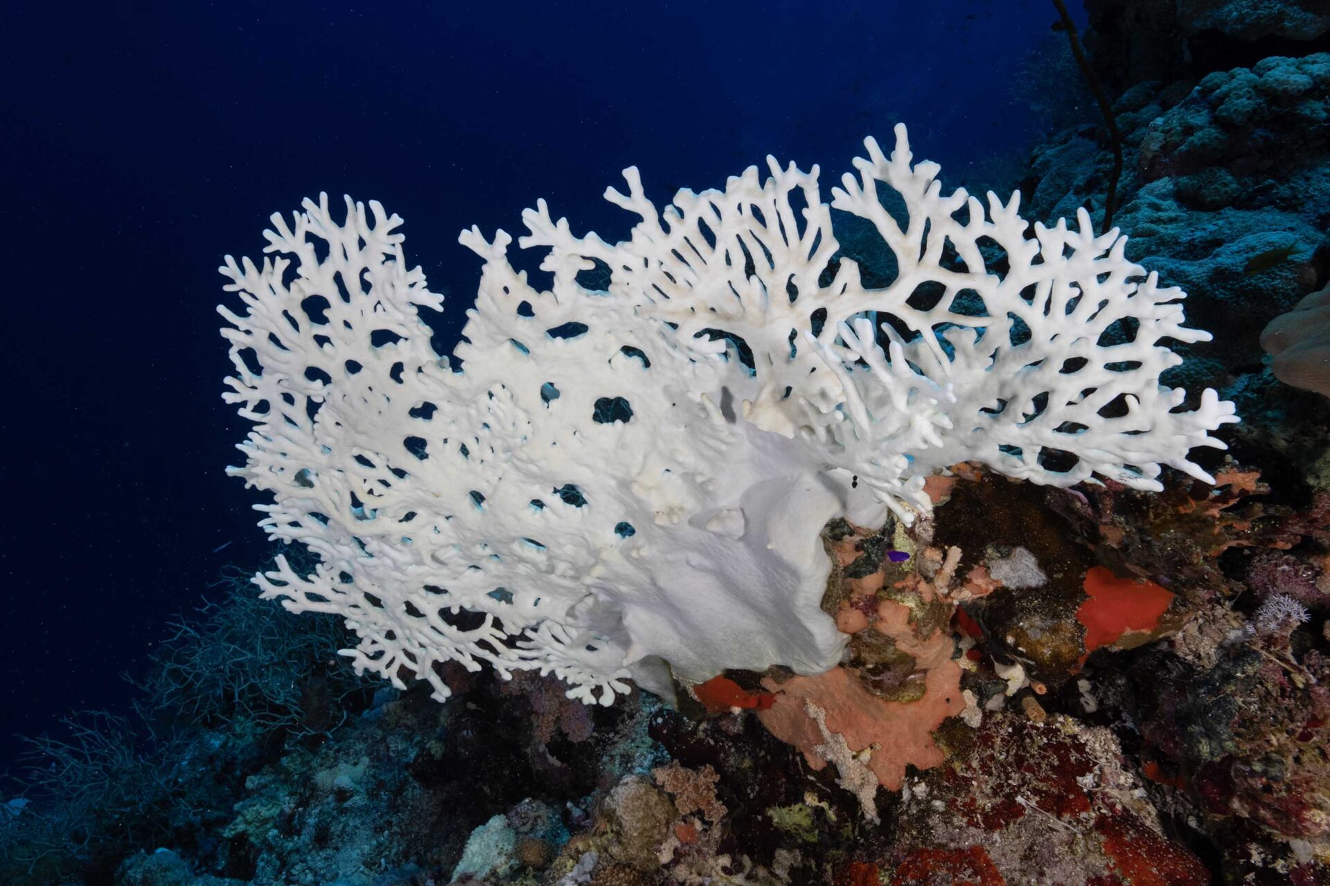 How underwater 'umbrellas' could protect coral reefs from rising heat