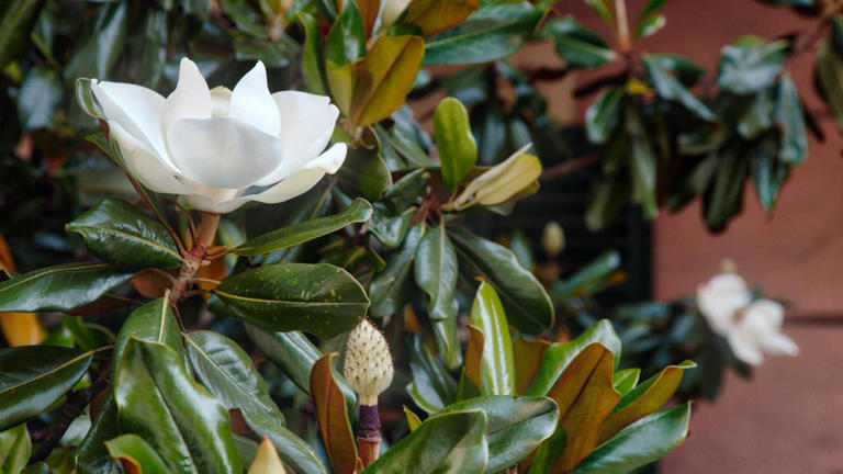 Want a high-impact front yard tree? Garden pros say skip high ...