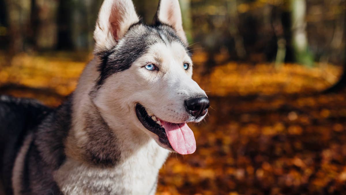 This husky mix turns bath time into his own personal concert
